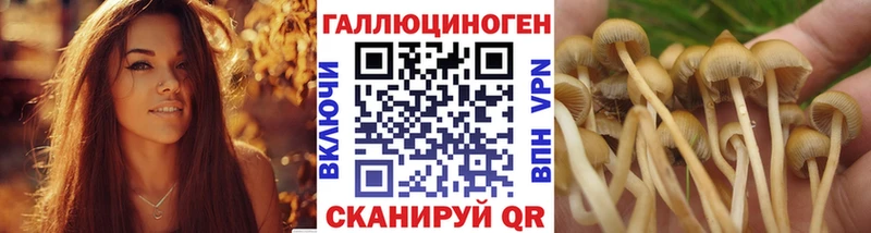Галлюциногенные грибы GOLDEN TEACHER  Купить где  Городовиковск 